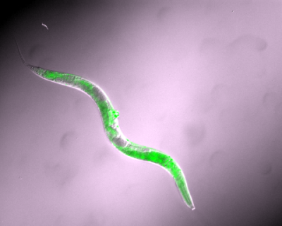 Analyzing C. elegans GFP images